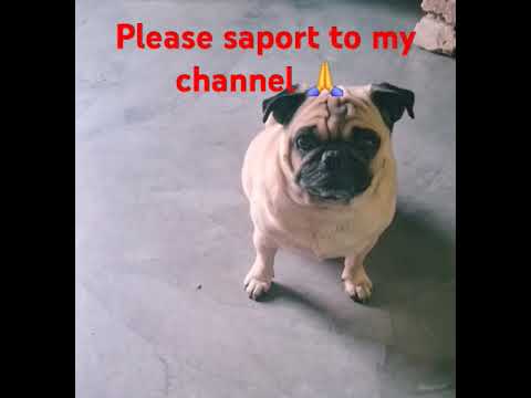 From Viral Breakthrough to Cultural Obsession: The Skirby Dog Video Phenomenon on Reddit