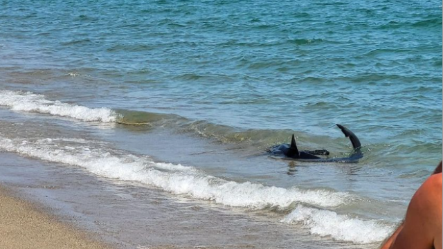  Vidéo :  un Requin à Barcarès