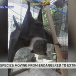 21 species extinction