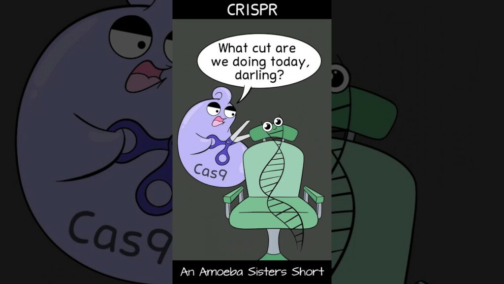 amoeba sisters video recap dna r