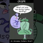 amoeba sisters video recap dna r