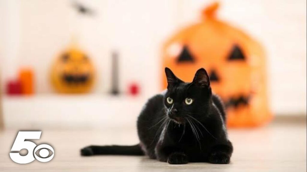 october 27 national black cat da