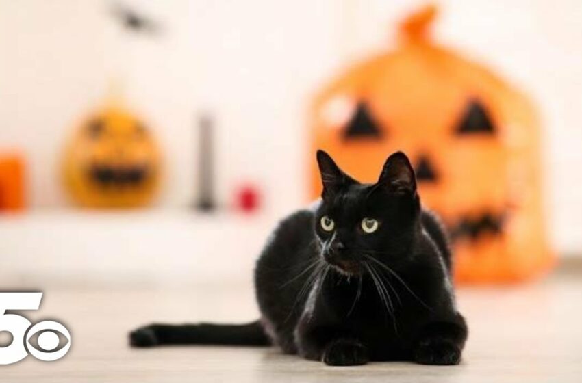  October 27: National Black Cat Day