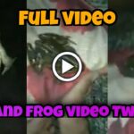 frog video viral twitter
