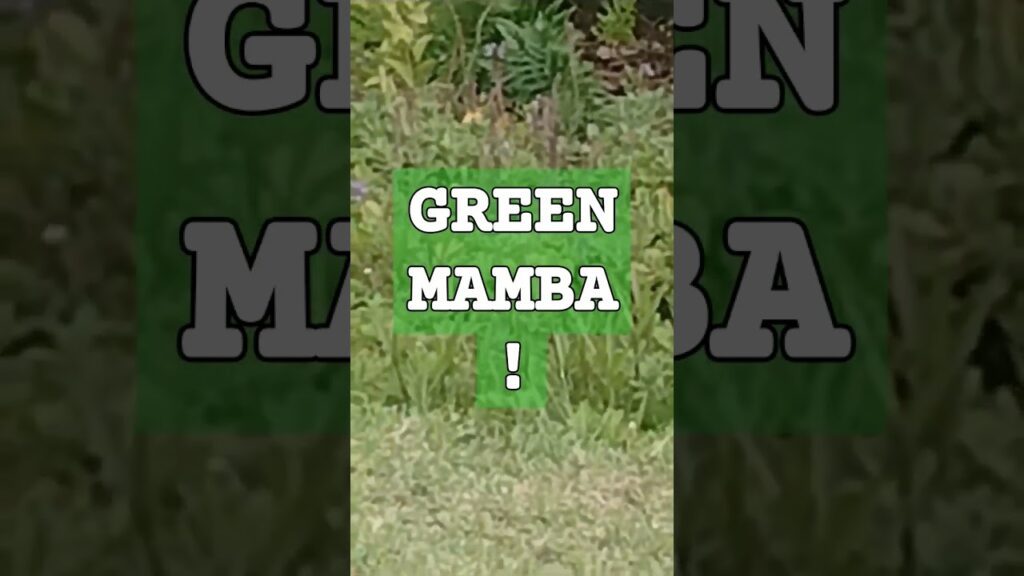 green mamba snake video