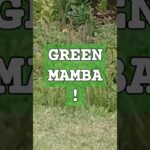 green mamba snake video