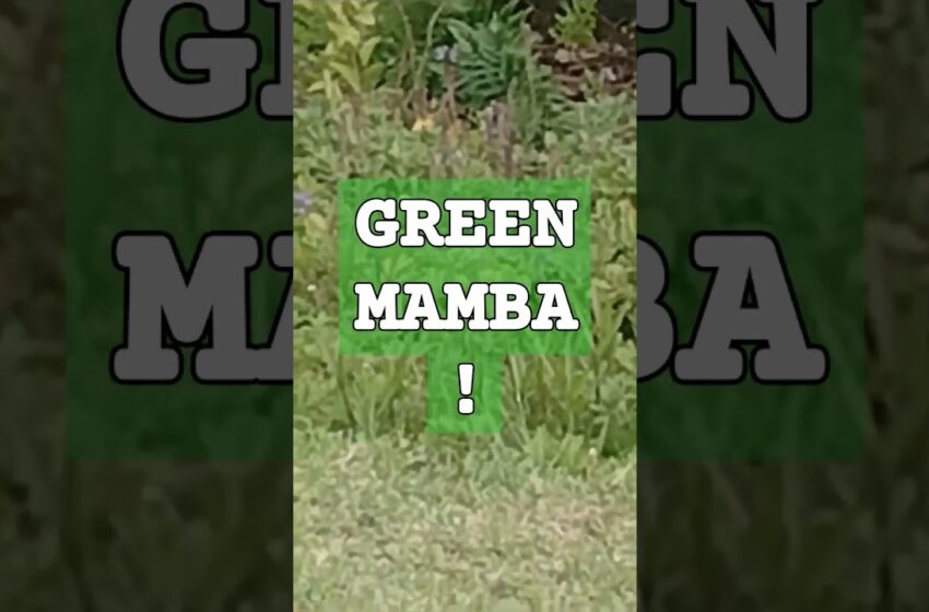  Watch green mamba snake full video