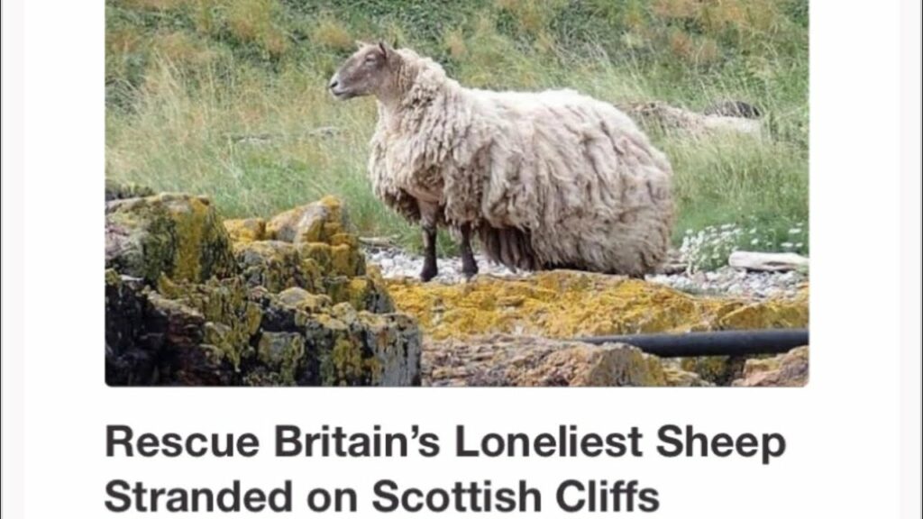 loneliest sheep rescued full vid