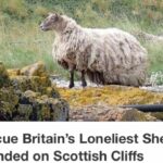loneliest sheep rescued full vid