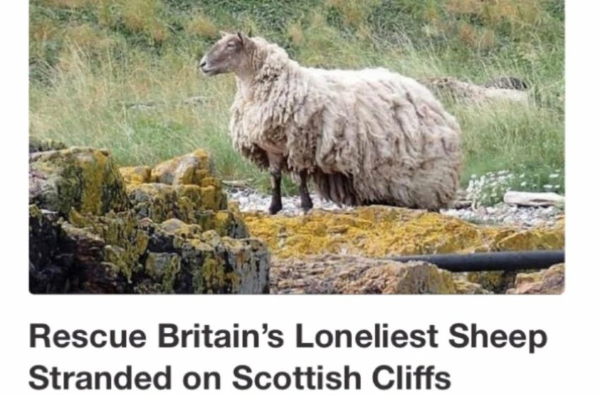  loneliest sheep rescued full video