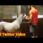 man and horse viral video