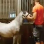 orange shirt horse video twitter