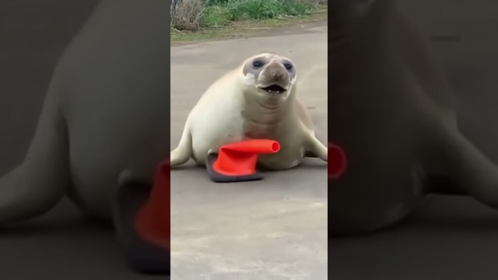 video neil the seal strikes a po