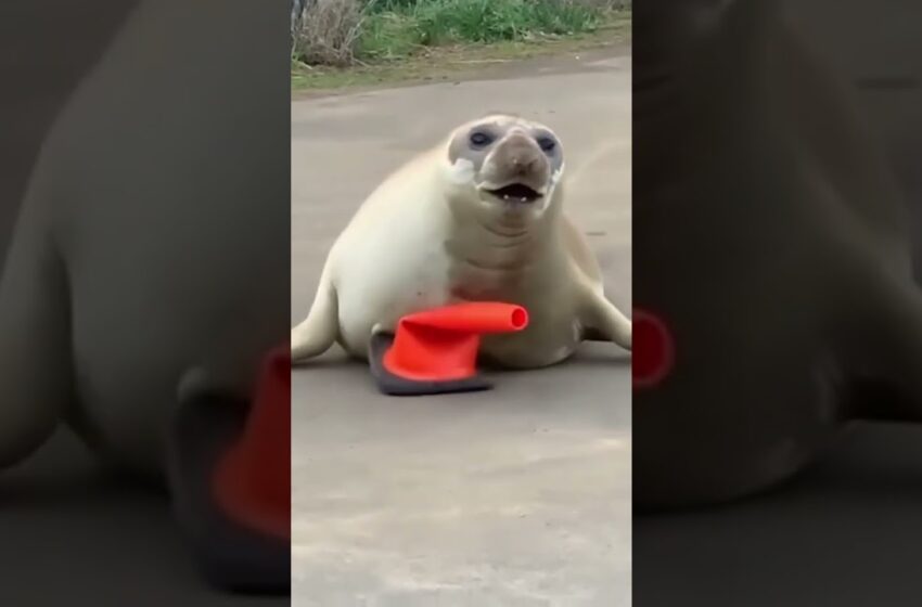  Neil elephant seal Tasmania full video