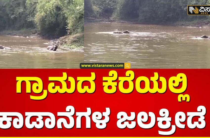  Viral Video Captures Elephants Bathing In Karnataka Lake