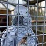 african grey parrots swearing vi