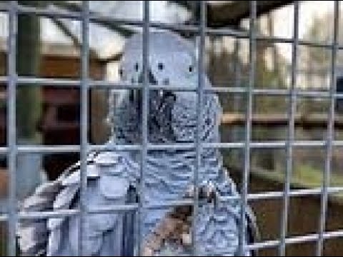  african grey parrots swearing video