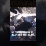 animales congelados por el frio