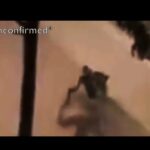 florida mall alien video
