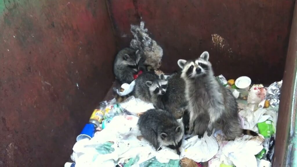 racoon dumpster fire video