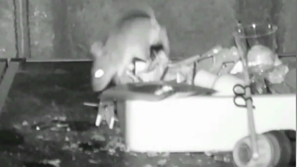 video mouse filmed tidying up ma