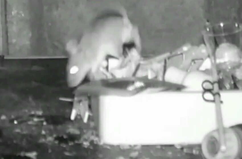  Video : Mouse filmed tidying up man’s shed every night