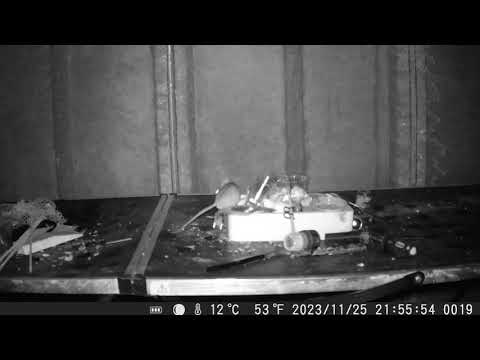  welsh tidy mouse video