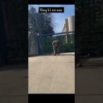 aaron bushnell reddit video