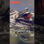 gloria serge alligator video