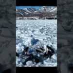 killer whales trapped japan