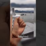 seagull vaping in dorchester goe