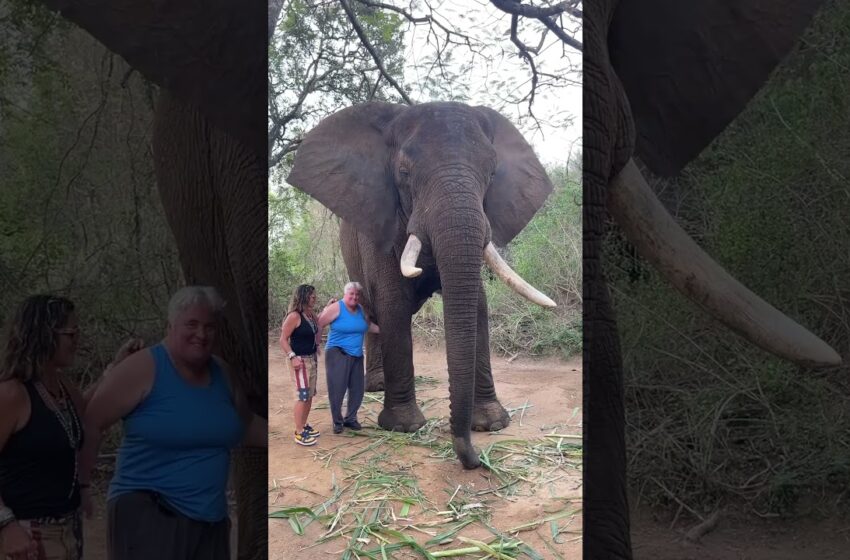  Watch Elephants Whispers experience Hazyview in South Africa