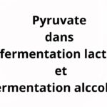 auto fermentation alcoolique