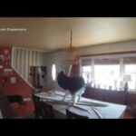 earthquake nyc 2024 full video