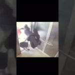 saweetie quavo elevator video