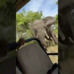 video gail mattson killed by ele