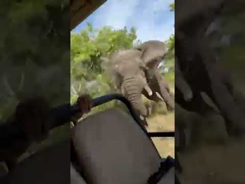  Video : gail mattson killed by elephant on african safari