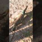 monitor lizard rap video