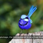rare bird sighting in oregon