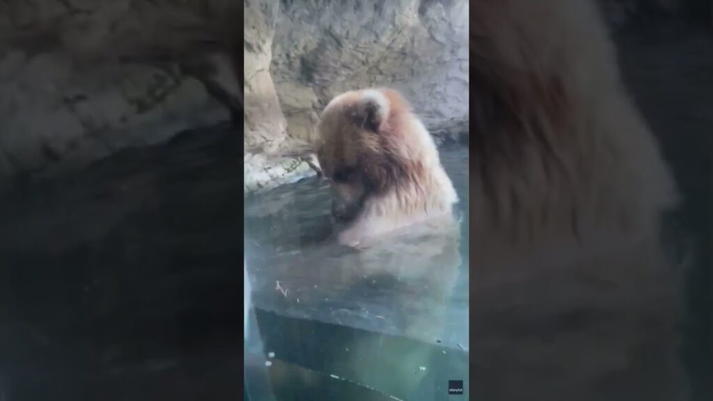 seattle zoo bear eats ducklings seattle zoo bear eats ducklings