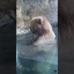 seattle zoo bear eats ducklings