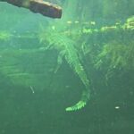 chester zoo aquarium closing