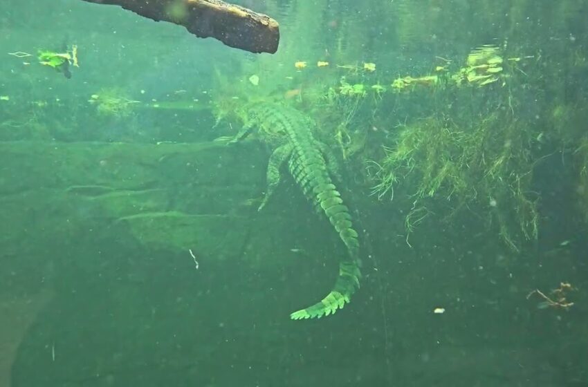  chester zoo aquarium closing