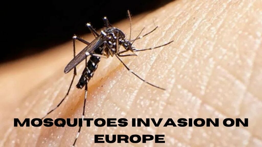 tiger mosquito dengue fever vide