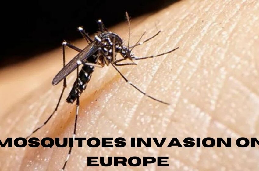  tiger mosquito dengue fever video