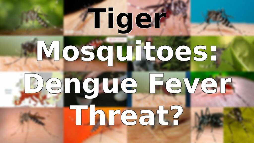 tiger mosquitoes video