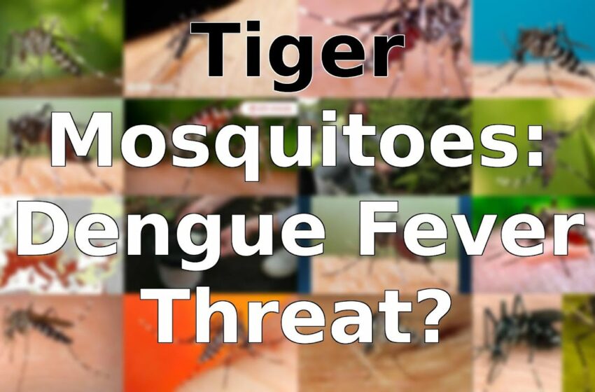  tiger mosquitoes video