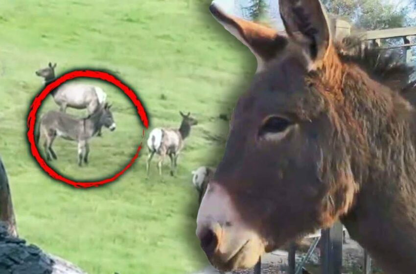  Video : donkey with elk herd