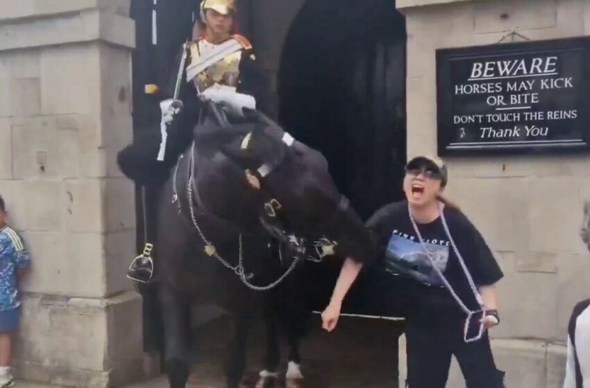  A Tourist in the UK got a nasty bite from king charles guard horses