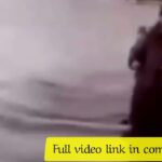 cole prevost dog video twitter